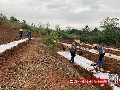 宜章县推广环保地膜，筑牢农田绿色屏障，助力土壤环境污染防治