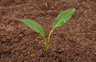 土壤污染的分类、防治与环境服务新路径